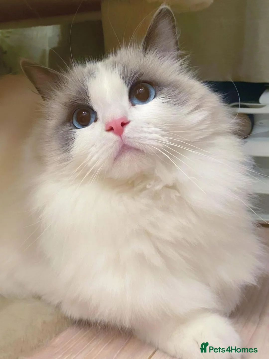 Ragdoll cats for sale: Gccf registered bicolour female kittens✨️ - Advert 1