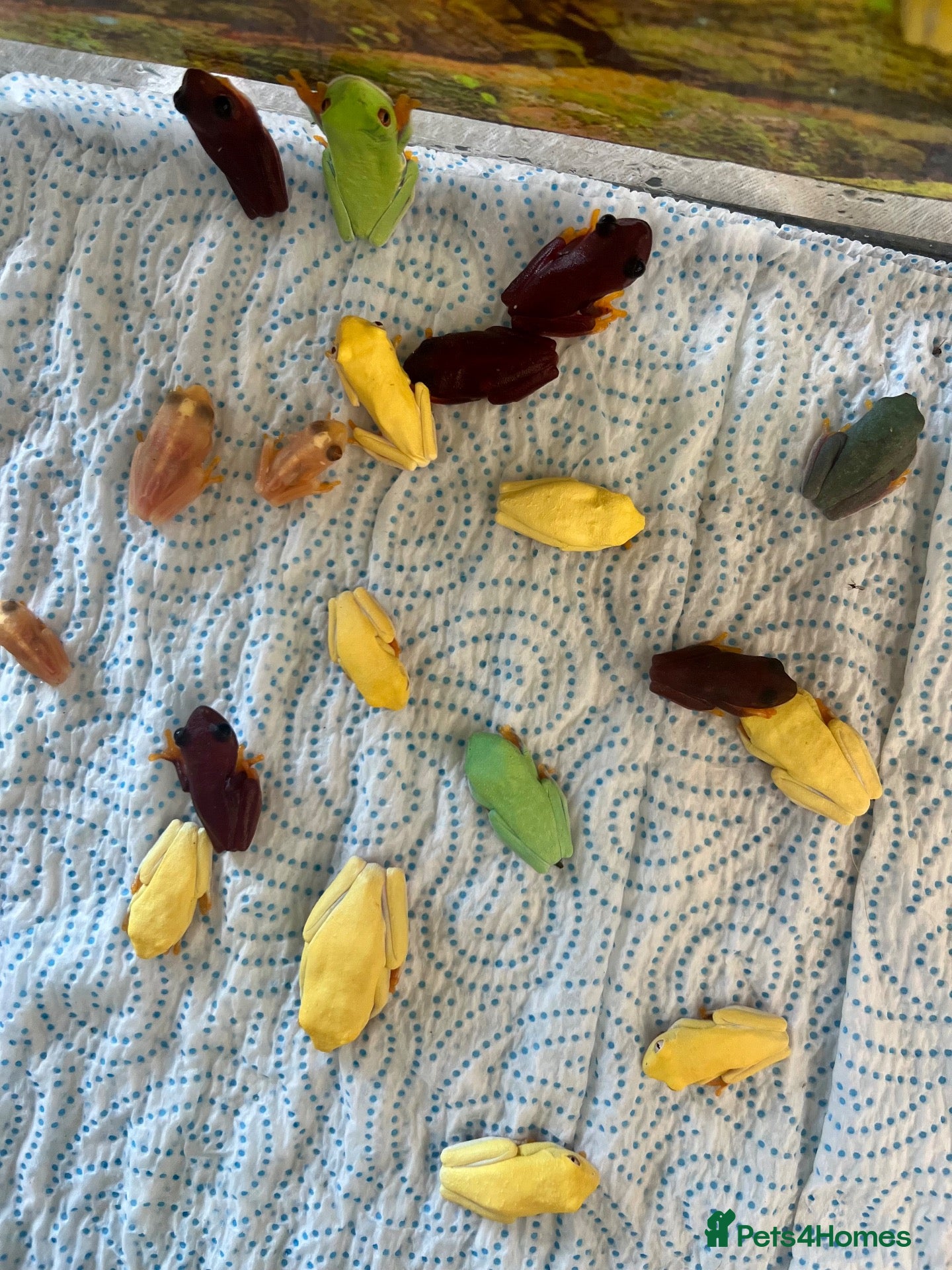Frog reptiles “Special offer” Various dart frogs and tree frogs  - Advert 1