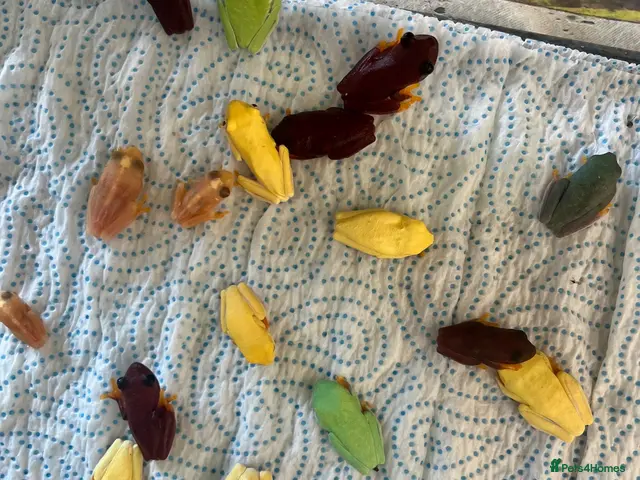 Frog reptiles for sale: “Special offer” Various dart frogs and tree frogs - Advert 2