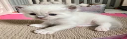Ragdoll cats for sale: Purebred Ragdolls Kittens in Bournemouth - Advert 18