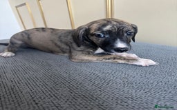 Whippet dogs for sale: Stunning whippet pups - Image 7