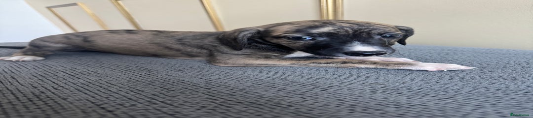 Whippet Puppy 4