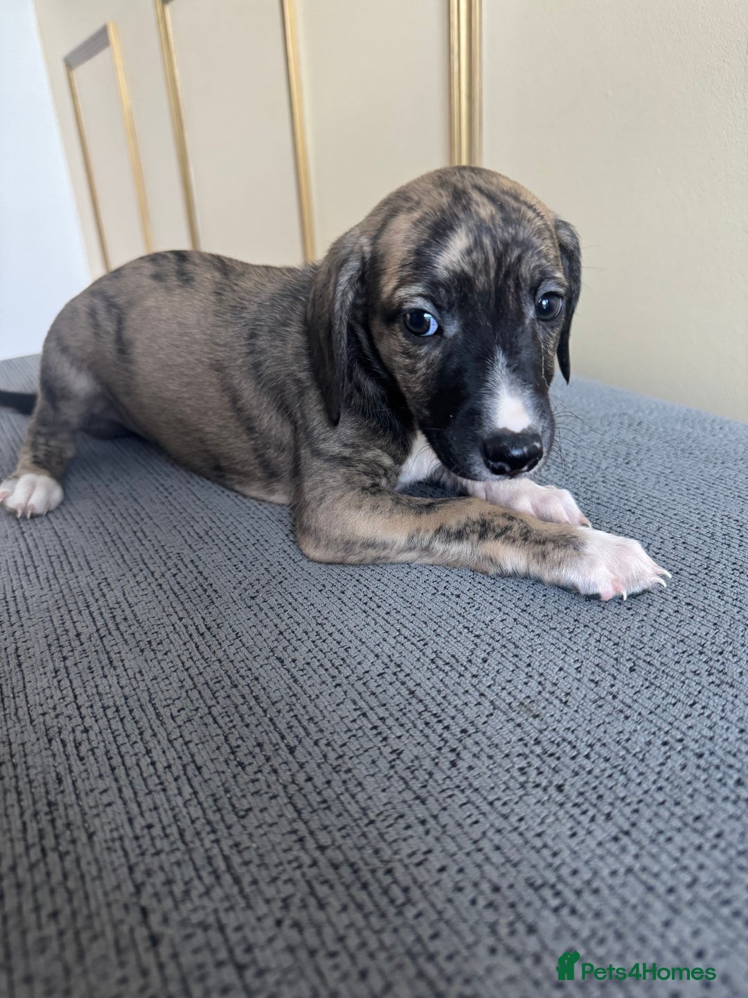 Whippet dogs for sale: Stunning whippet pups - Image 7