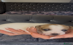 Mixed Breed dogs for sale: Chihuahua puppies  - Image 18