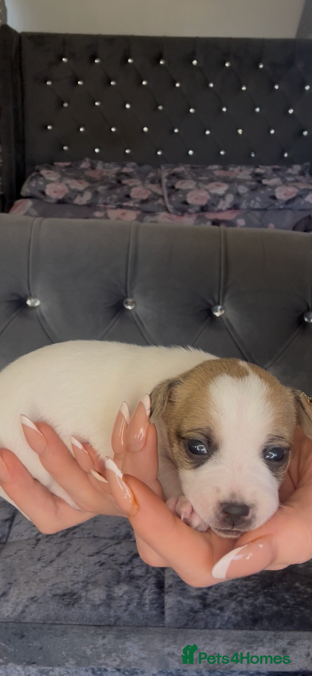 Mixed Breed dogs for sale: Chihuahua puppies  - Image 18