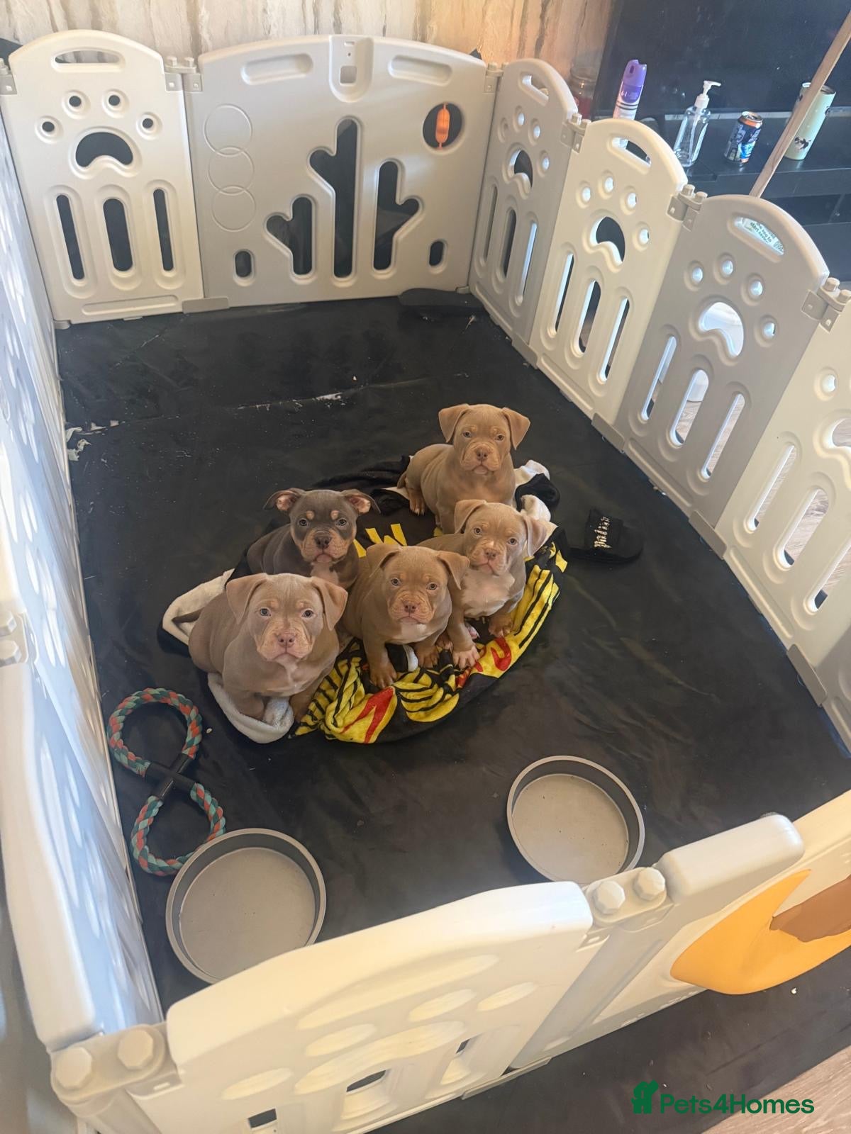 American Bully dogs  Kc registered Pocket bully pups 2 boy 1 girl left - Advert 3