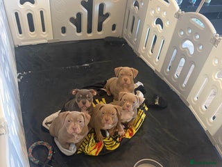 American Bully dogs Kc registered Pocket bully pups 2 boy 1 girl left - Advert 13