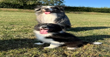 Border Collie dogs - Advert 7