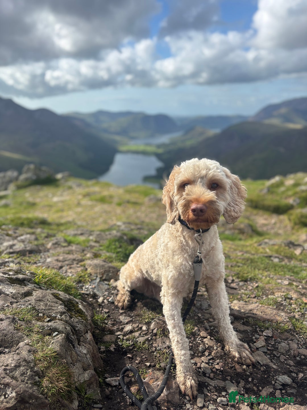 Cockapoo dogs for stud: Ralph 2 year old cockapoo stud £100 - Image 6