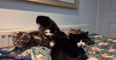 Mixed Breed cats Mixed Breed Kittens For Sale - Advert 3