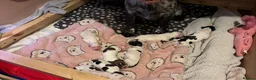Sprocker dogs for sale: Sprocker Puppies for sale - Advert 4