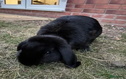 Mini Lop rabbits for sale: Mini Lop Rabbit looking for a home 🥰 - Image 5