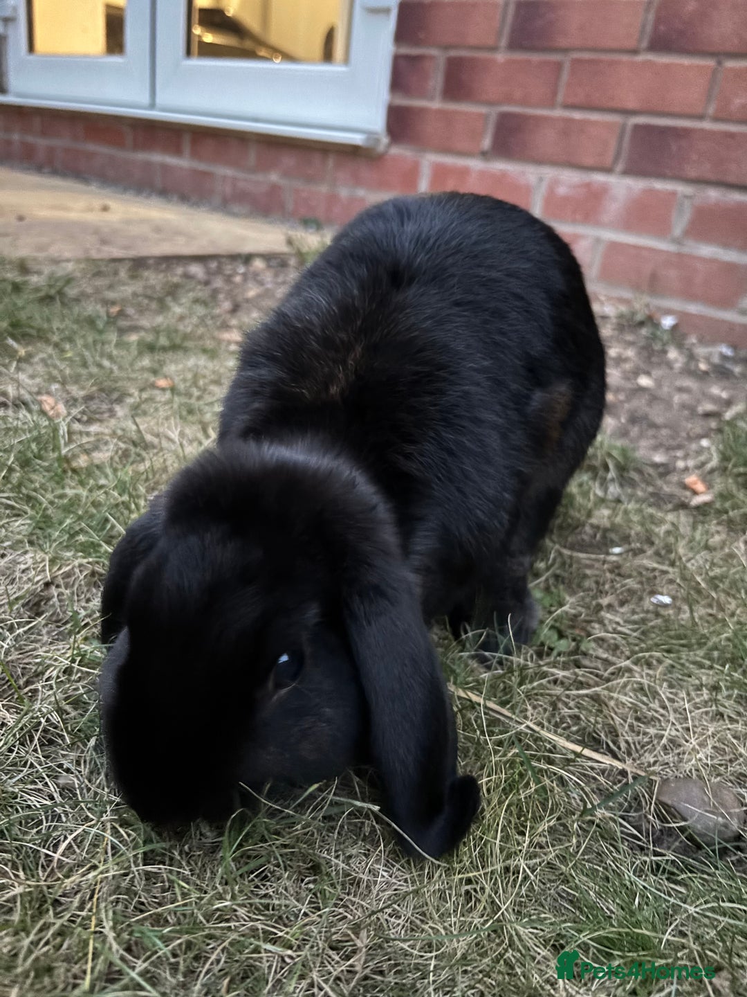 Mini Lop rabbits for sale: Mini Lop Rabbit looking for a home 🥰 - Image 5