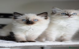 Ragdoll cats for sale: Chunky Ragdoll kittens ready now  - Image 5