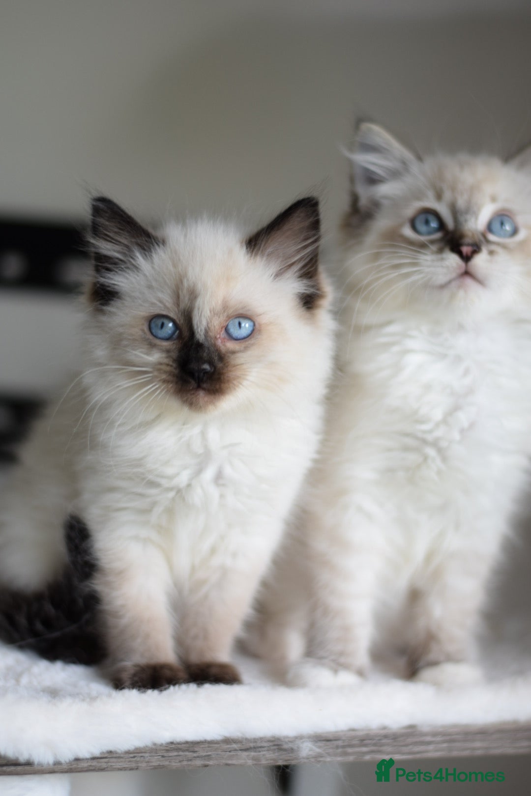 Ragdoll cats for sale: Chunky Ragdoll kittens ready now  - Image 5