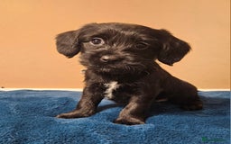 Mixed Breed dogs for sale: Cocker spaniel cross puppies - Image 9