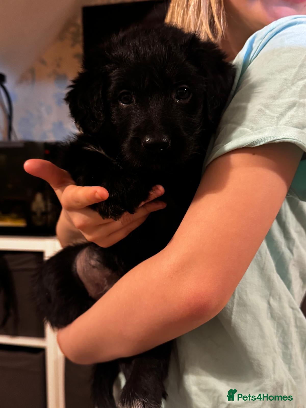 Bordoodle dogs for sale: 🩷 Beautiful F1 Bordoodle puppies 2 left 🩷 - Advert 1