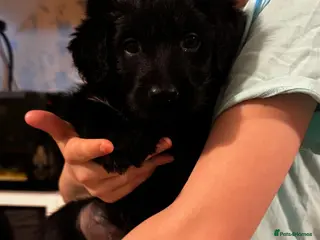 Bordoodle dogs for sale: 🩷 Beautiful F1 Bordoodle puppies 2 left 🩷 - Advert 1