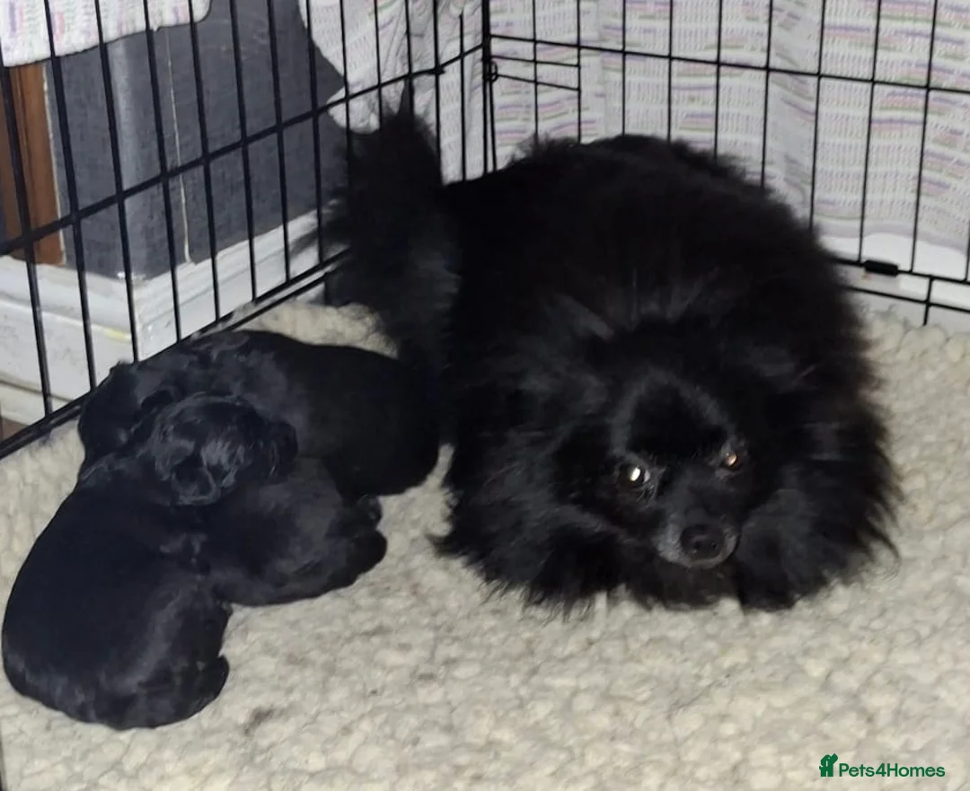 Pomapoo dogs for sale: Beautiful Pomapoo or Pomadoodle puppies in Bradford - Advert 2