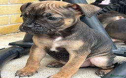 Mixed Breed dogs for sale: Bulldog/staffy pups  - Image 1