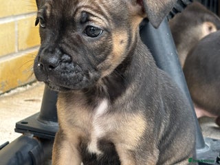 Mixed Breed dogs - Advert 6