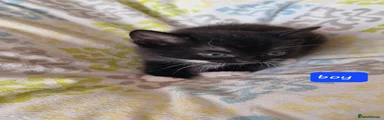 Mixed Breed 2