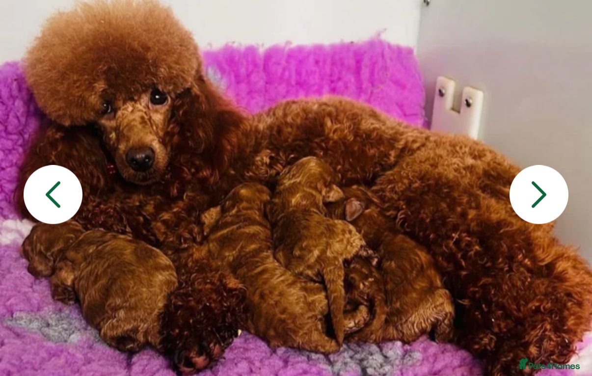 Cavapoo dogs Toy solid red Cavapoo’s ❤️ - Advert 4