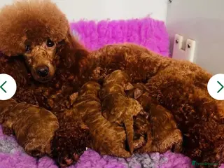 Cavapoo dogs Toy solid red Cavapoo’s ❤️ - Advert 3