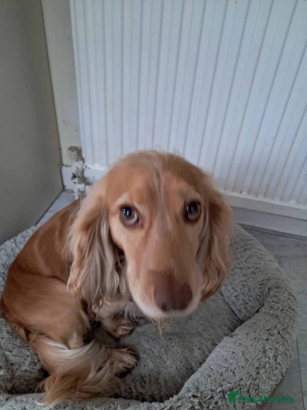 Cocker Spaniel dogs for stud: Cocker spaniel 2 years old - Advert 3