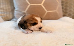Beagle dogs for sale: ** STUNNING KC 5 GEN TRI COLOUR BEAGLEPUPS ** - Image 9