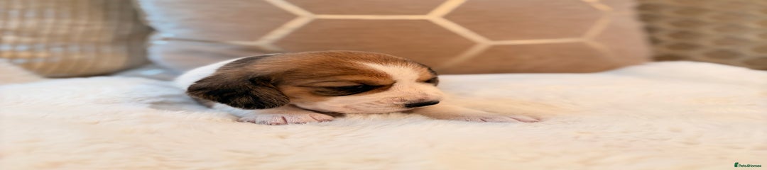 Beagle Puppy 5