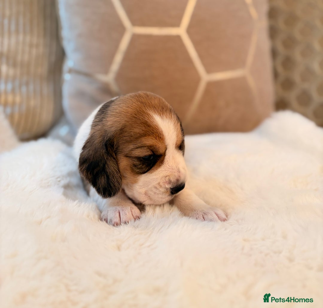 Beagle dogs for sale: ** STUNNING KC 5 GEN TRI COLOUR BEAGLEPUPS ** - Image 9