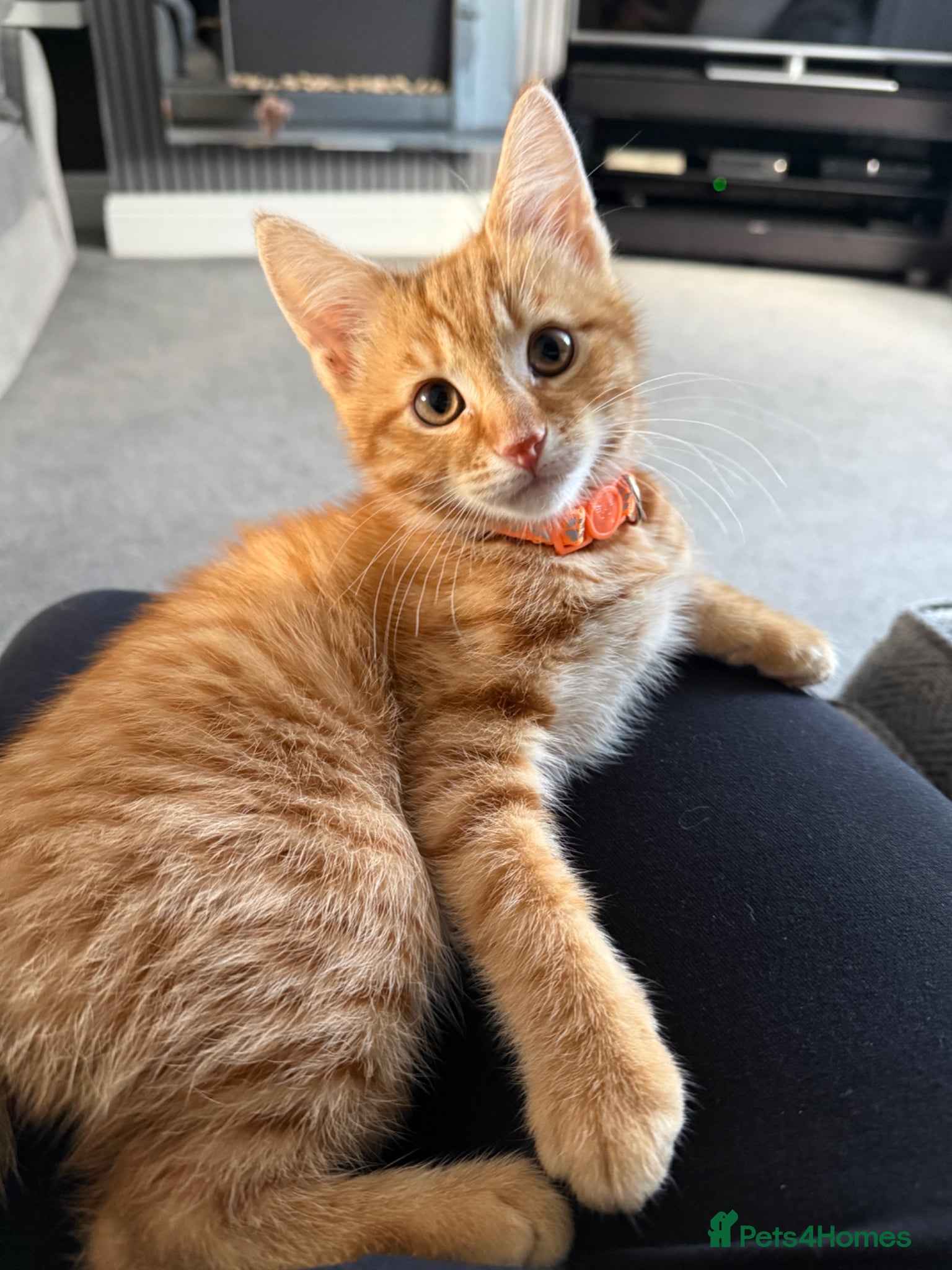 Mixed Breed cats for sale: ** ginger male **  - Advert 4