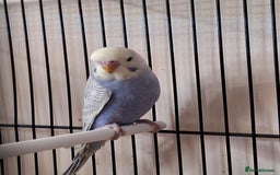 Budgerigars birds for sale: Baby budgies  - Image 3