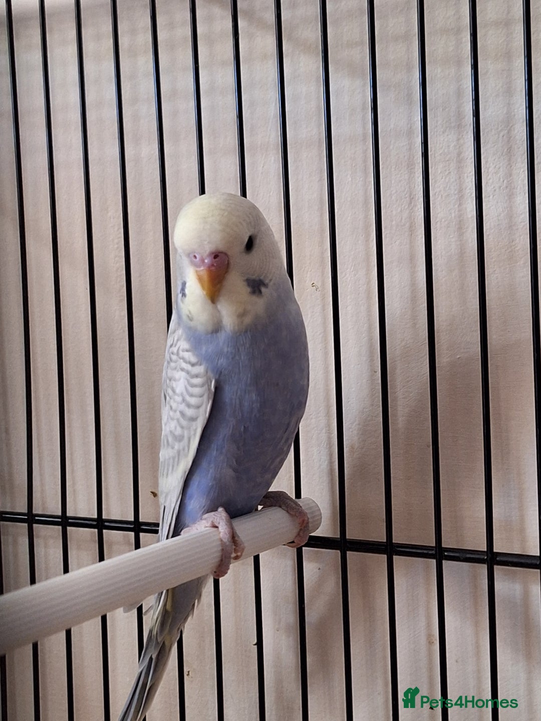 Budgerigars birds for sale: Baby budgies  - Image 3