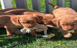 Golden Retriever dogs for sale: Fully health tested kennel club registered puppies - Image 1