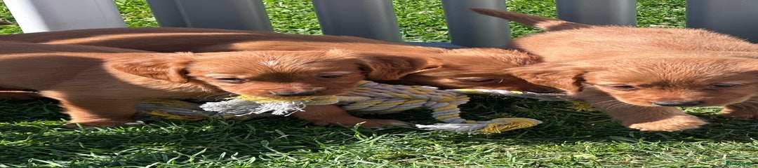 Golden Retriever Puppy 1