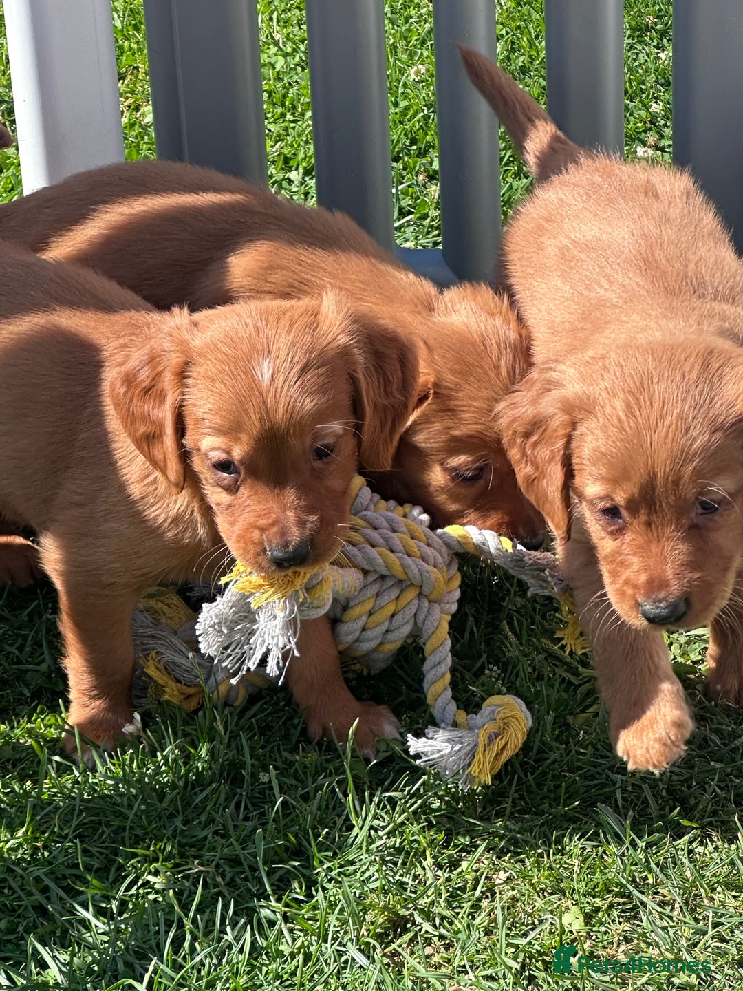 Golden Retriever dogs for sale: Fully health tested kennel club registered puppies - Image 1