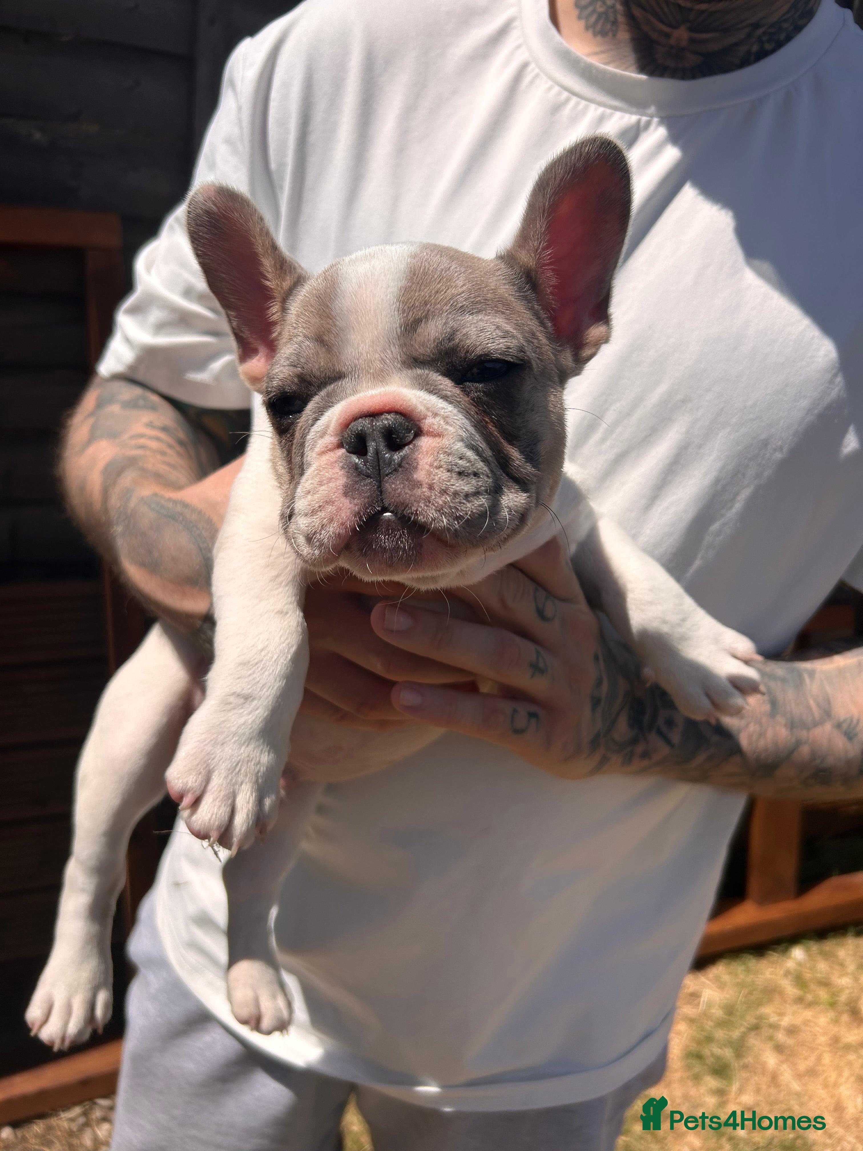 French Bulldog dogs for sale: DWKC French bulldog puppies  - Advert 15