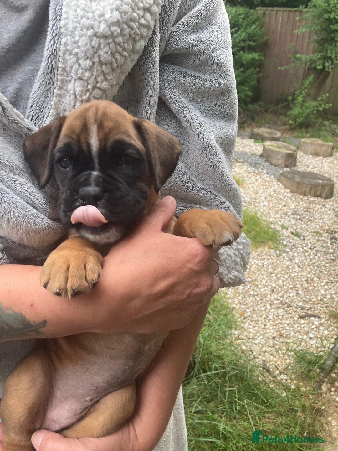 Boxer dogs for sale: Boxer baby girl 💖 - Image 5