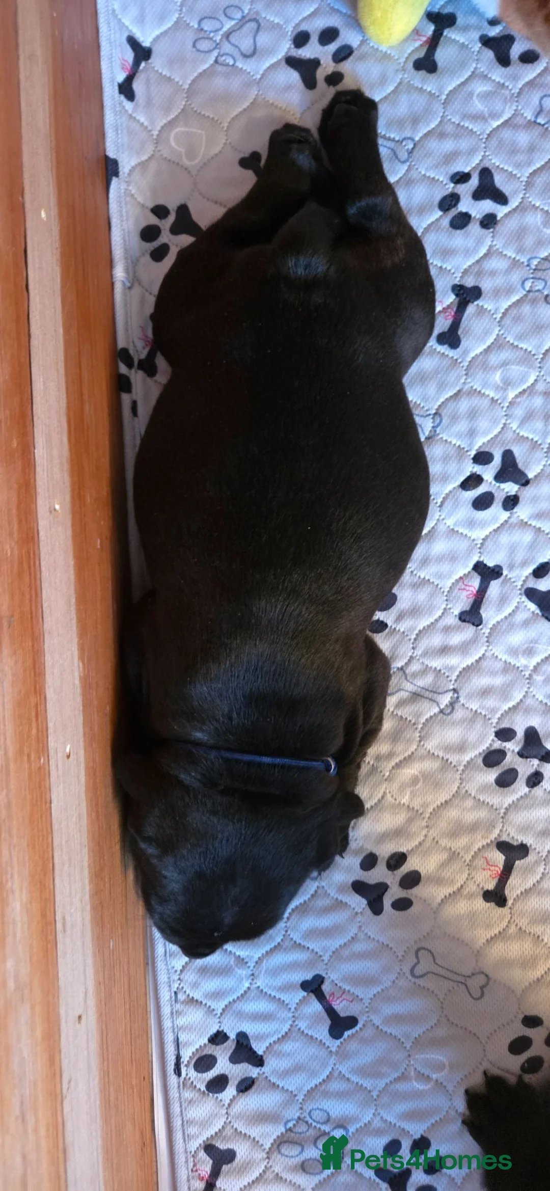 Staffordshire Bull Terrier dogs for sale: Outstanding Black Male Staffordshire Bull Terrier - Advert 11