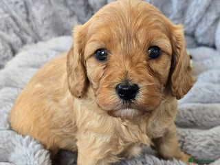 Cavapoo dogs Cavapoo Toy F1 ❤️ DNA TESTED - Advert 4