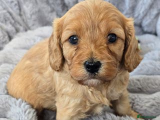 Cavapoo dogs Cavapoo Toy F1 ❤️ DNA TESTED - Advert 5