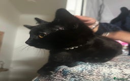 Bombay cats for sale: 1 lovely,playful,friendly kitten left 😸✨️ reduced in London - Image 4
