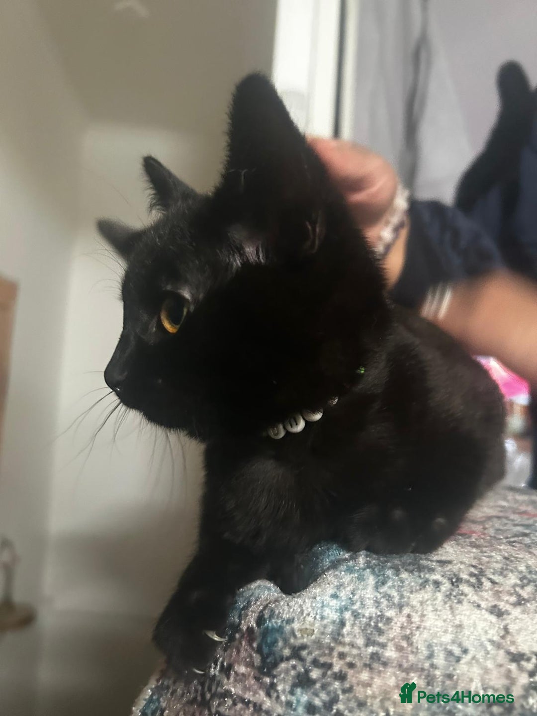 Bombay cats for sale: 1 lovely,playful,friendly kitten left 😸✨️ reduced in London - Image 4