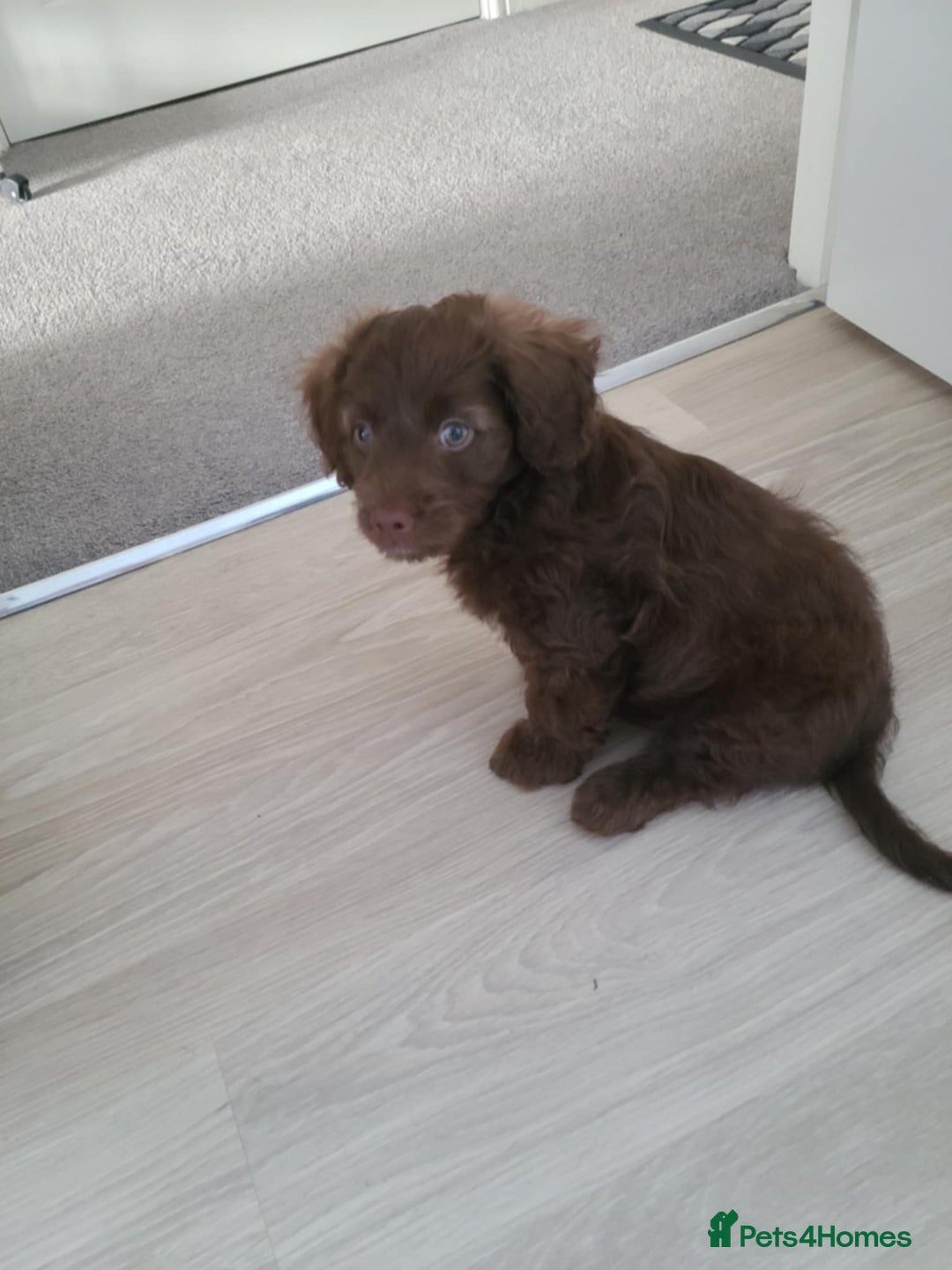Cockapoo dogs for sale: Brownie cockapoo - Image 3