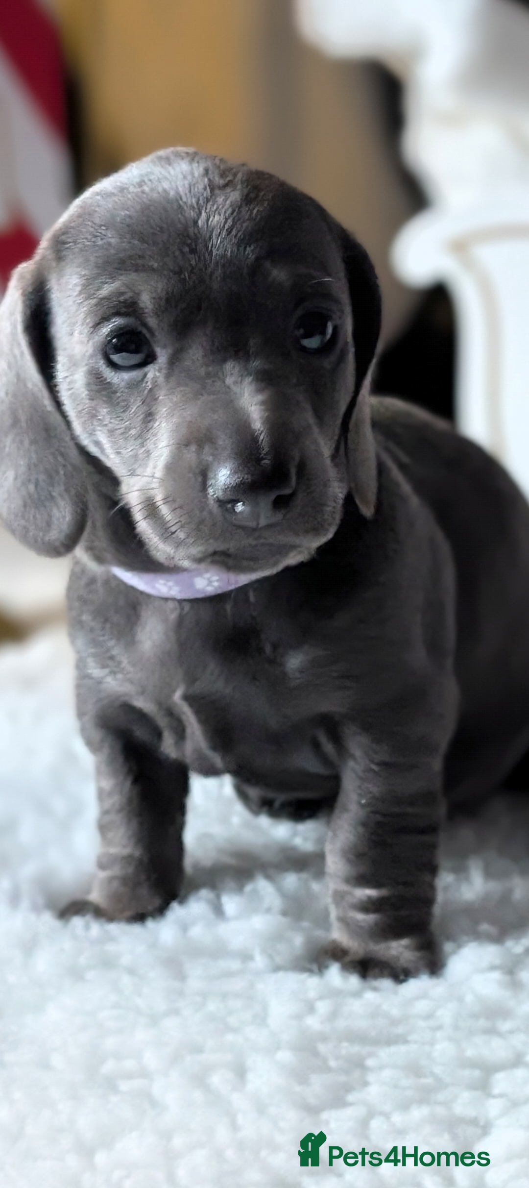 Miniature Dachshund dogs for sale: Beautiful mini dachshunds  - Advert 8