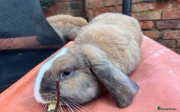 Mini Lop rabbits for sale: Blue eyed boy Buddy - Image 2