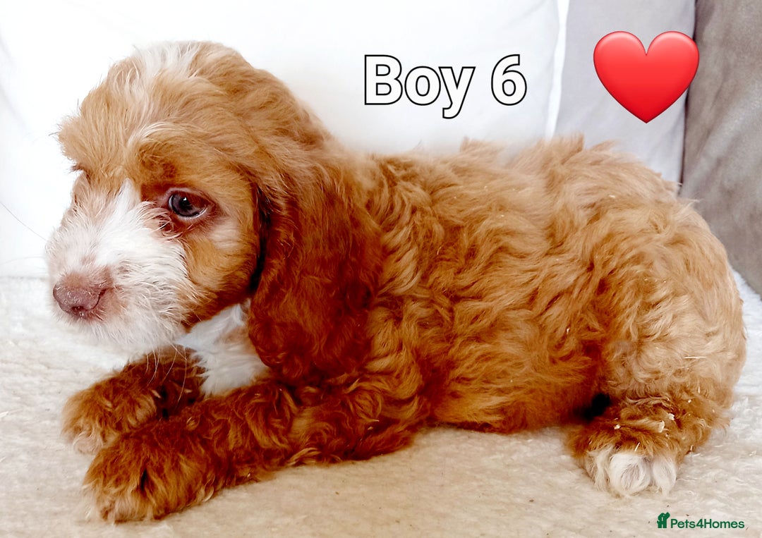 Cockapoo dogs for sale: Beautiful Green eyed, f1 cockerpoos - Image 7