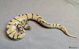 Python Snake reptiles for sale: 2025 Royal Python Hatchlings  - Image 9